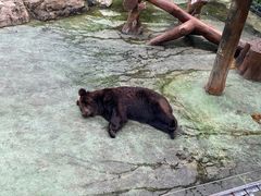 -深圳野生动物园