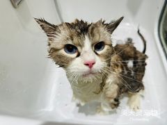 -FAELING PETS美天灵宠物(合生汇店)