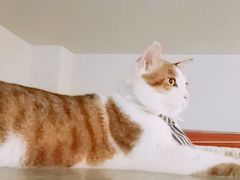 -万小咖.猫咖(中山路天虹店)