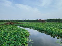 -荷塘月色湿地公园·向阳花洲