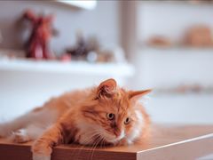 -平行世界·猫咖(首经贸店)