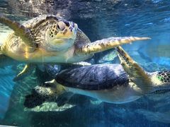 -烟台海昌鲸鲨海洋公园