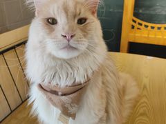-豆逗聊愈猫阁Easy Life