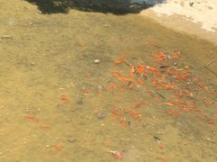 -南华寺素食馆(南华禅寺店)