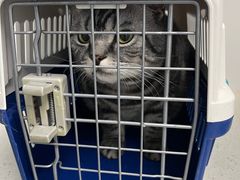 -纳吉亚猫专科动物诊疗中心(蒋宅口分院)