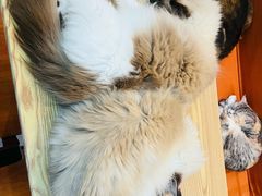 -豆逗聊愈猫阁Easy Life