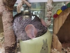 -藦茜花园宠物主题亲子互动体验馆(国顺东路店)