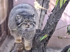 -青藏高原野生动物园