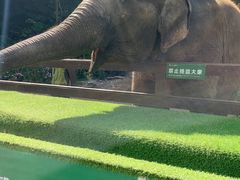 -野象谷景区
