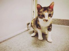 -爱诺耐芙动物医院(万博店)