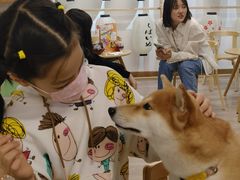 -柴迷FANS CLUB·柴犬狗咖·猫咖