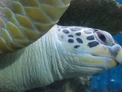 -上海海洋水族馆