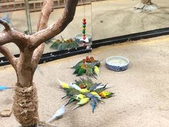 -上海大自然野生昆虫馆(东方明珠·爬宠昆虫探索中心)