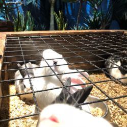 -酷嗒动物文化乐园(cutezoo西溪乐天城店)