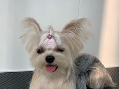 -北京恒爱动物医院(清景园分院)