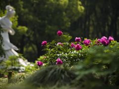 -上海辰山植物园