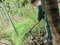 -铁山坪森林公园