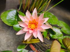 -南堂小馆·川菜馆(德商国际店)