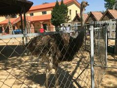 -意大利农场度假村