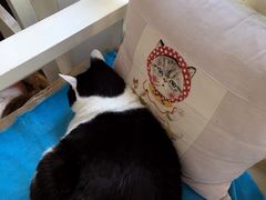 -Anne猫窝咖啡屋