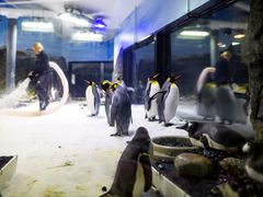 -悉尼海洋生物水族馆
