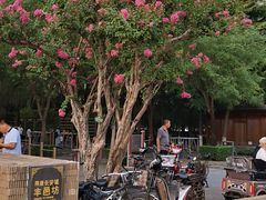 -东哥紫阳蒸盆子(旺座·现代城店)