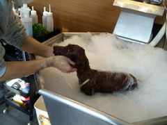 -PETKIT小佩宠物(古北店)
