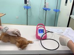 -北京观赏动物医院·24小时大型综合·猫专科·异宠专科