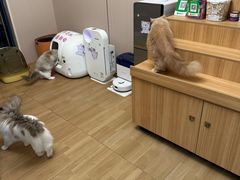 -唐小姐の私宠·宠物洗护美容·撸猫馆·购宠(周浦万达旗舰店)