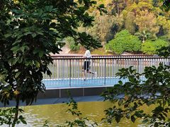 -银湖山郊野公园-相思林