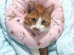 -纳吉亚猫专科动物医院博雅分院