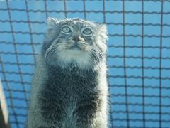 -青藏高原野生动物园