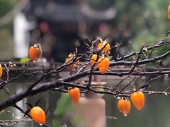 -常熟方塔园