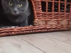 -伟伟宠物医院·CT影像中心·瑞派犬猫综合性门诊(汉口总院)