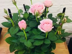 -龙大花卉苗木市场