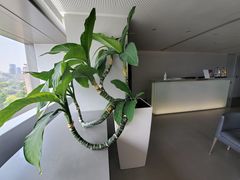 -震旦博物馆·A Cafe