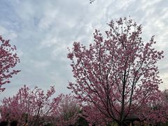 -顾村公园