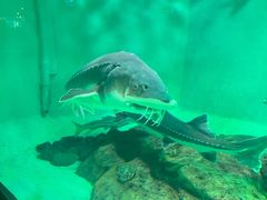 -太平洋海底世界