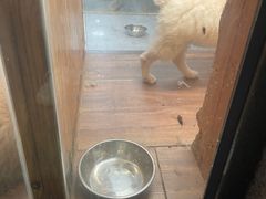 -有宠宠物(YOUCOIN·未来店)