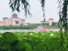 -莲花池公园