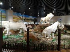 景点-陕西自然博物馆