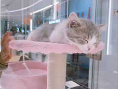 -babydoll猫舍·米努特·德文·缅因(久光中心店)