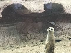 -清迈夜间动物园