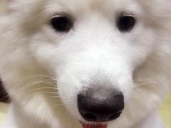 -诺比宠物医院心脏内科·泌尿肾内外科·骨科急重症