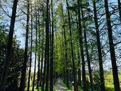 -上海长兴岛郊野公园