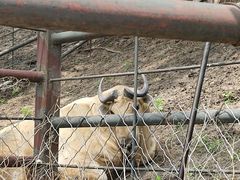 -沈阳森林动物园