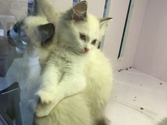 -喵的天空名猫咖啡馆·撸猫·猫舍·用品