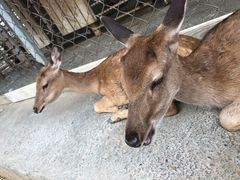 -鹿境梅花鹿生态园区