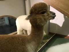 -藦茜花园宠物主题亲子互动体验馆(国顺东路店)