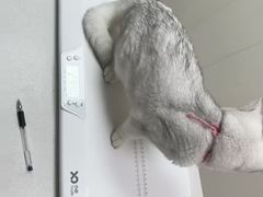 -宠颐生宠物医院·犬猫全科·皮肤科(商业街店)